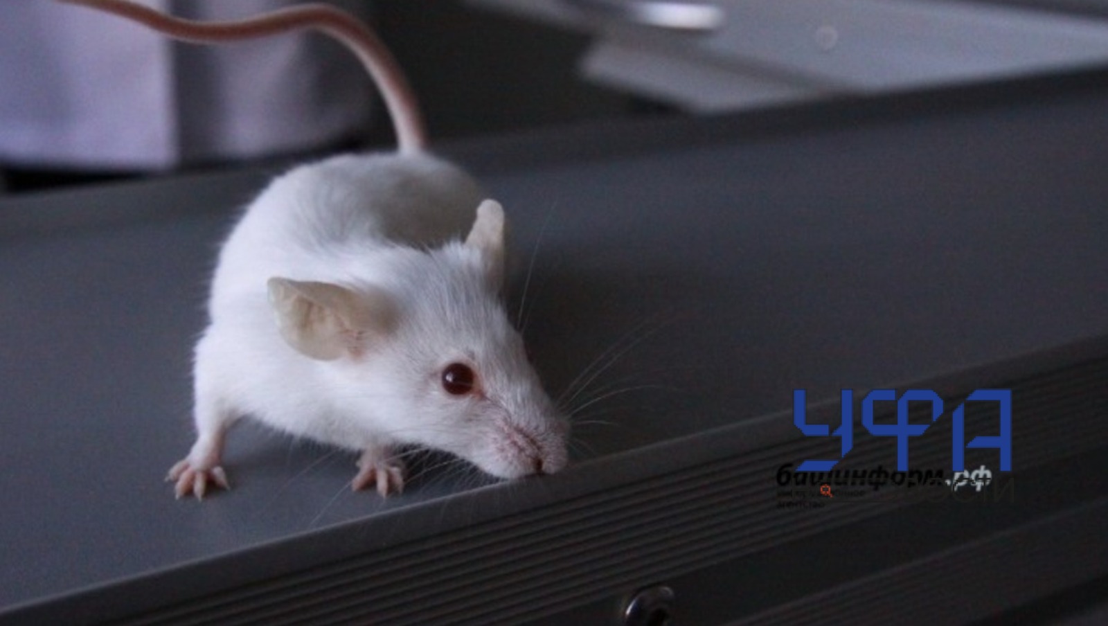 ИА "Башинформ"  ИА «Башинформ»