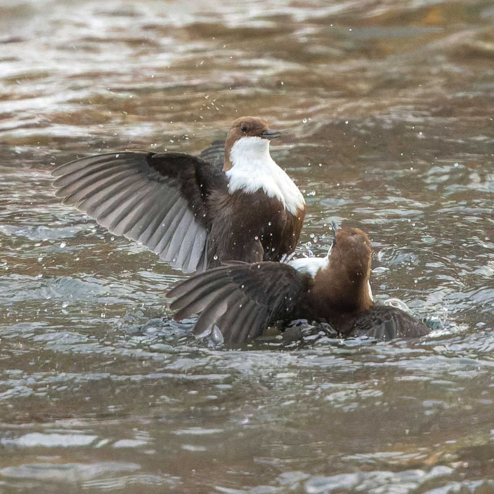 Минэкологии РБ пресс-служба