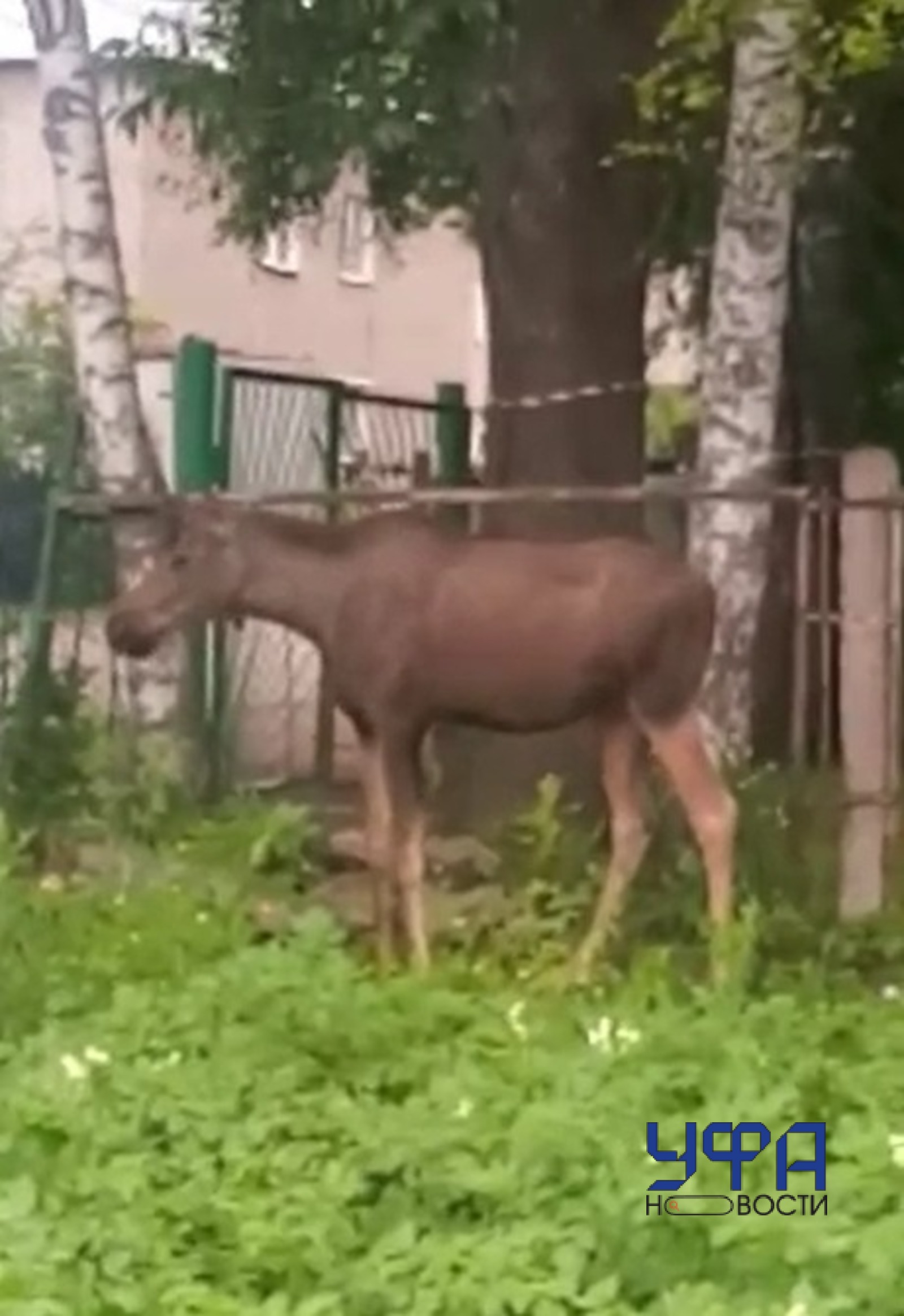 Скриншот видео