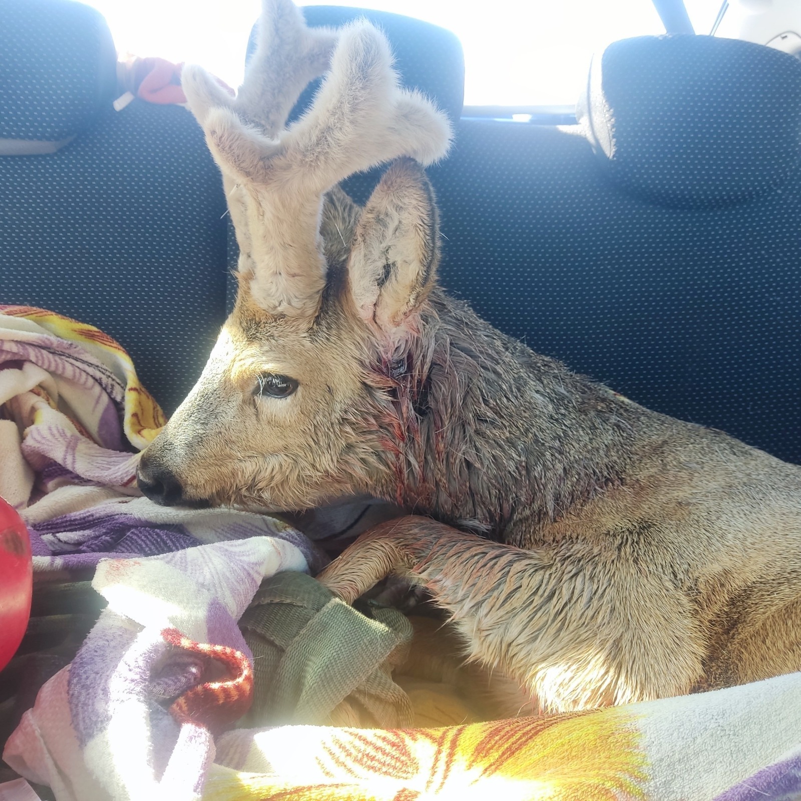 ЦРДЖ «Пин и Пуф» Соцсети