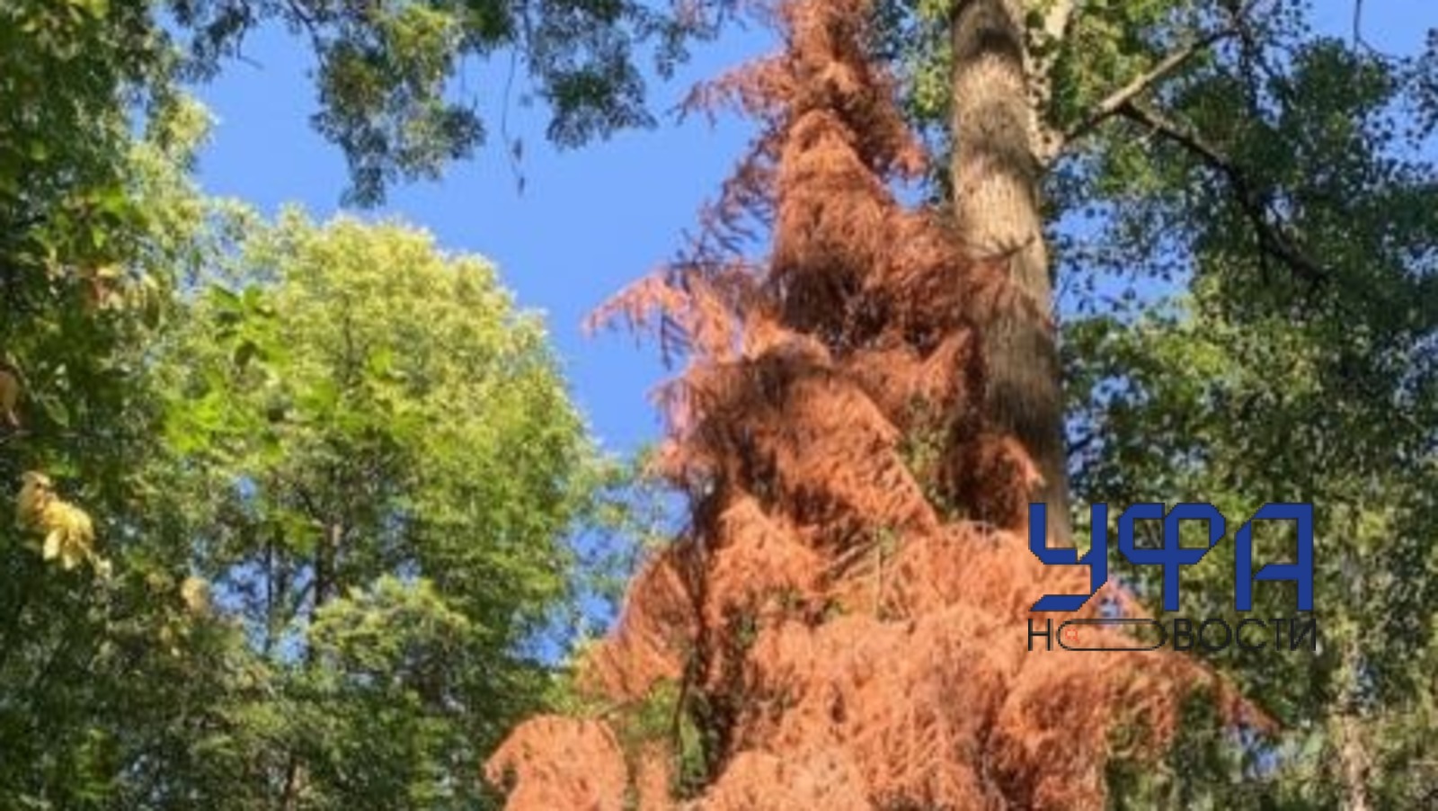 ИА "Башинформ"  ИА «Башинформ»