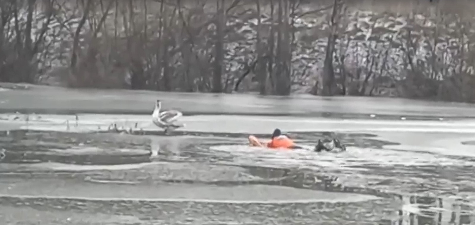 скриншот видео
