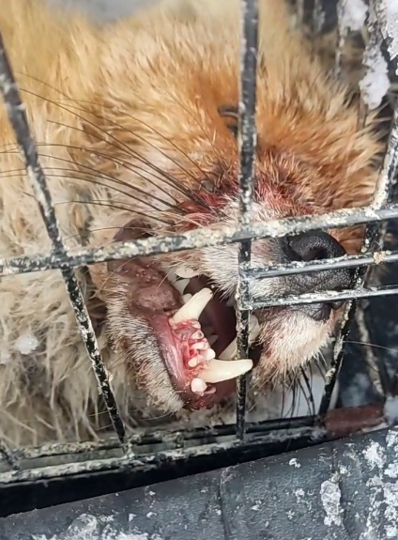 Пин и Пуф Соцсети