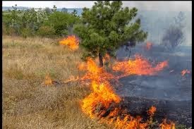 В Башкирии произошел первый лесной пожар