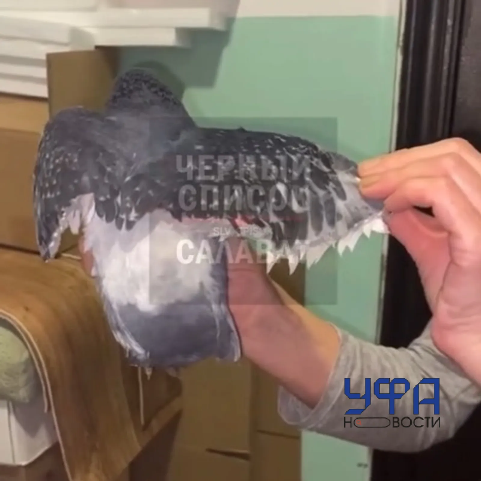 Сообщество «Черный список Салават»