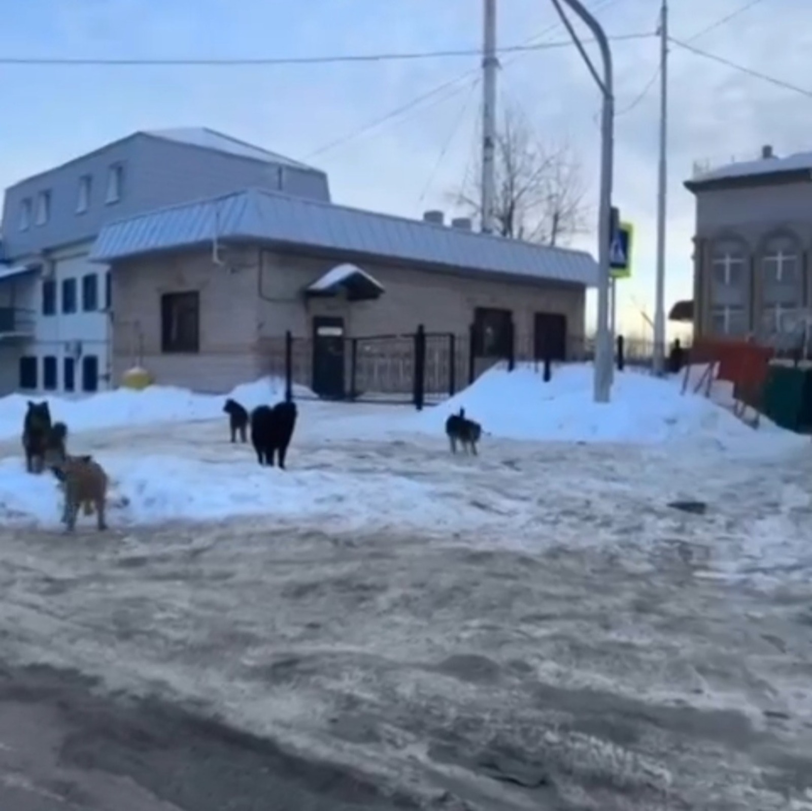В Уфе будут ловить бродячих собак  