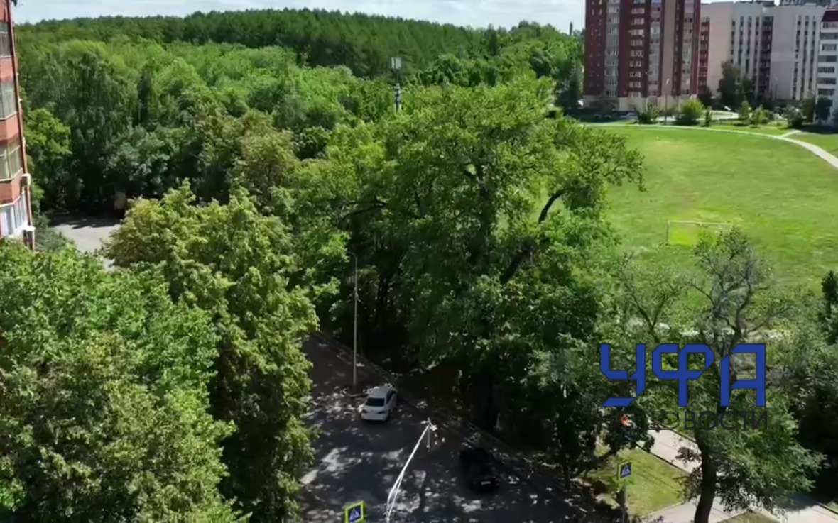 Дуб из Уфы, который растет уже третий век,  может стать главным деревом страны 