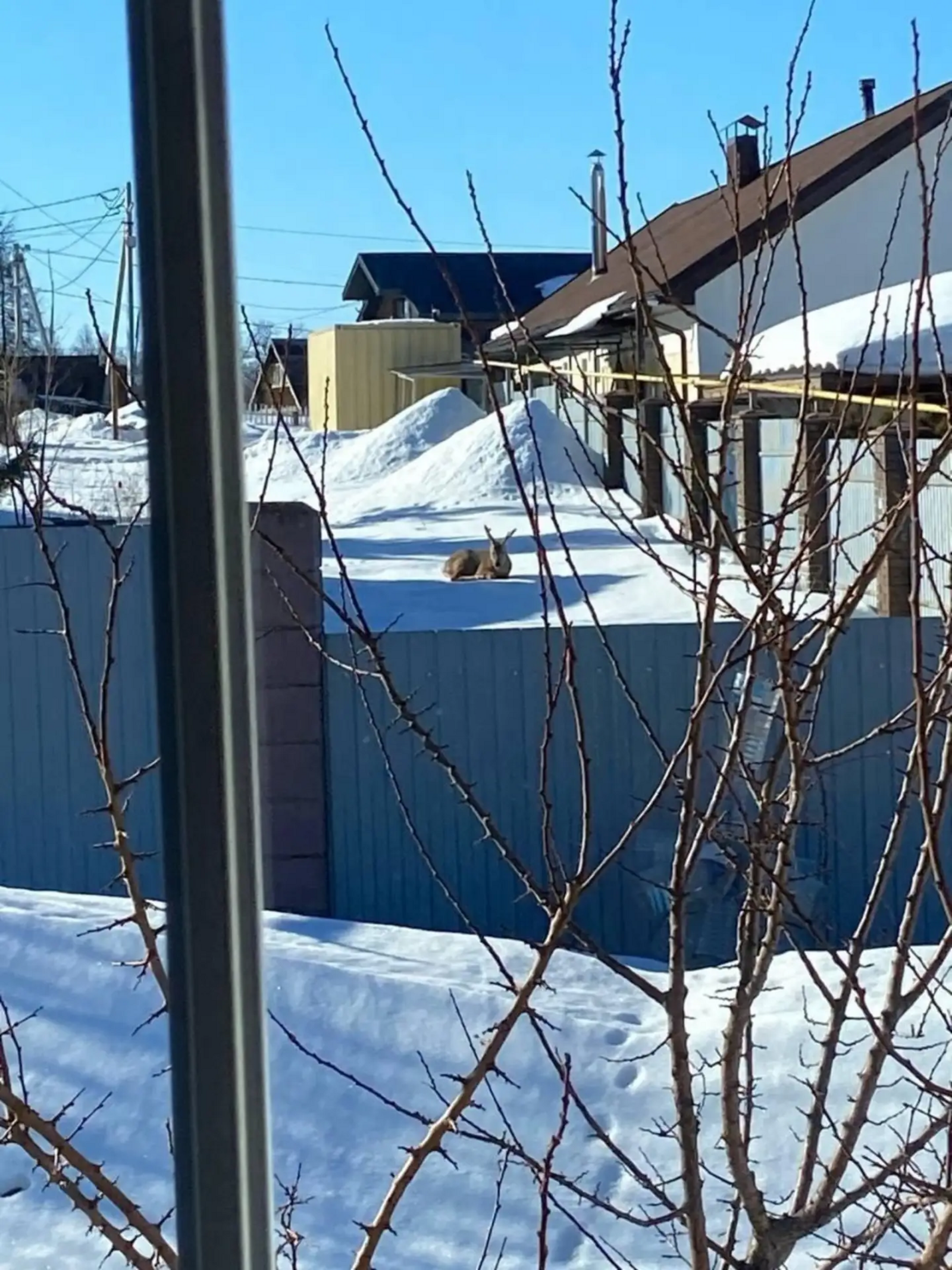 ЦРДЖ «Пин и Пуф» Соцсети