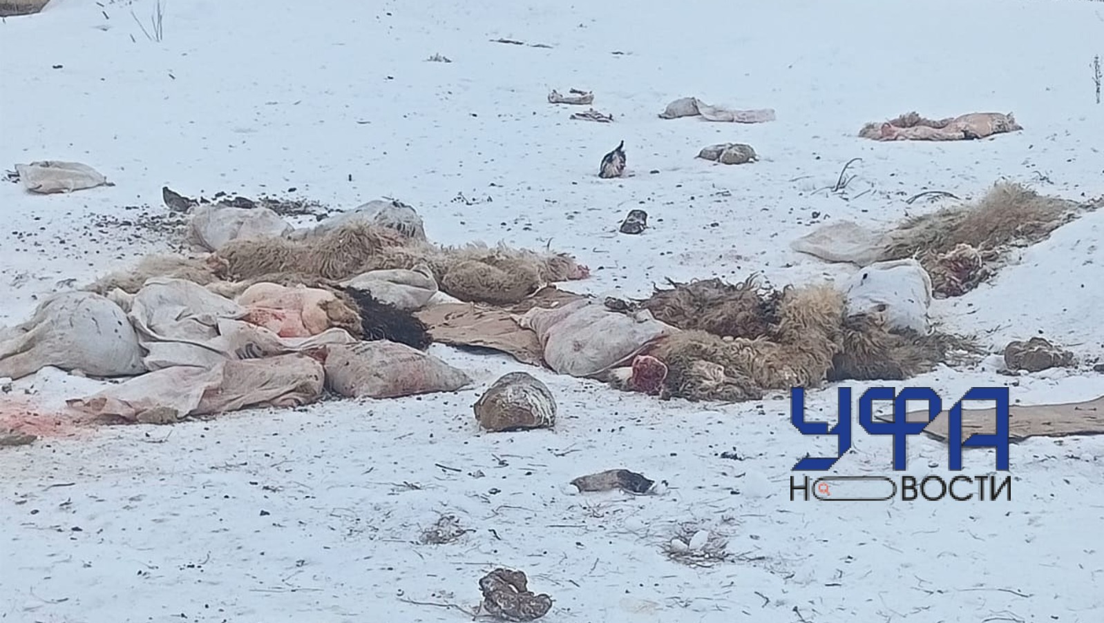 В Стерлитамакском районе Башкирии начато расследование стихийной свалки останков животных