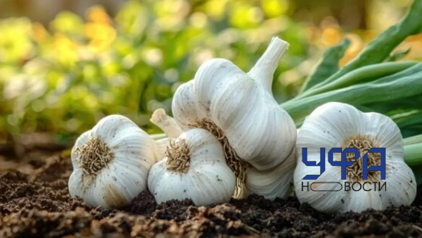 Из открытых источников