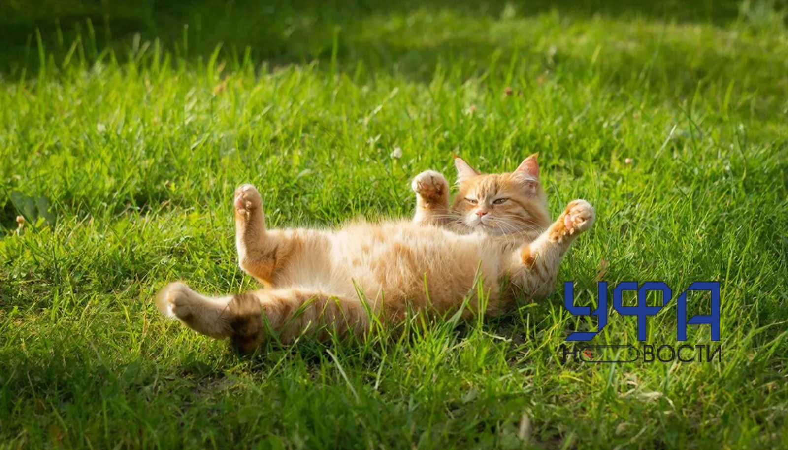 Сгенерировано нейросетью ГигаЧат