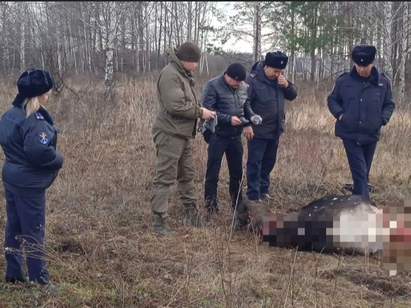 В Башкирии ищут убивших двух лосей браконьеров