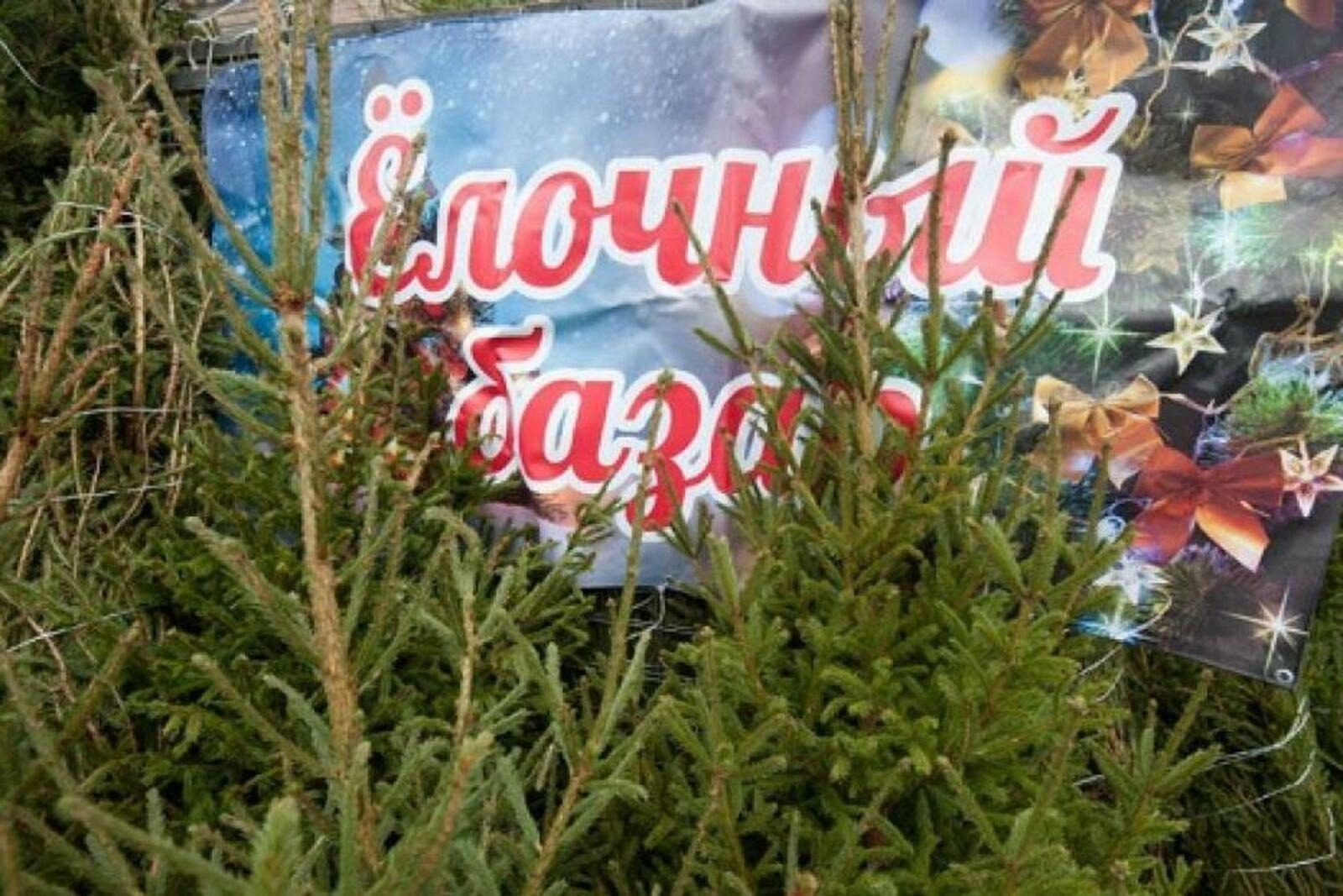 В Уфе ёлочные базары заработают с 15 декабря