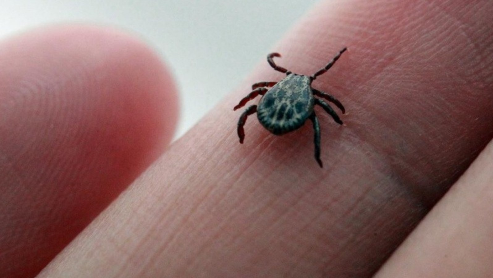 В России обнаружили новые виды вирусов, передаваемые клещами и комарами