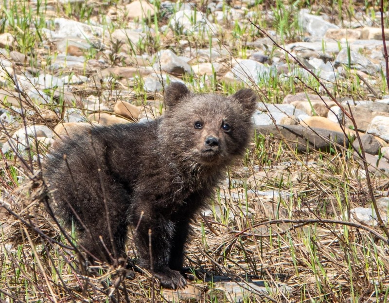 Инспекторы нацпарка «Башкирия» расследовали дело о потерявшемся медвежонке