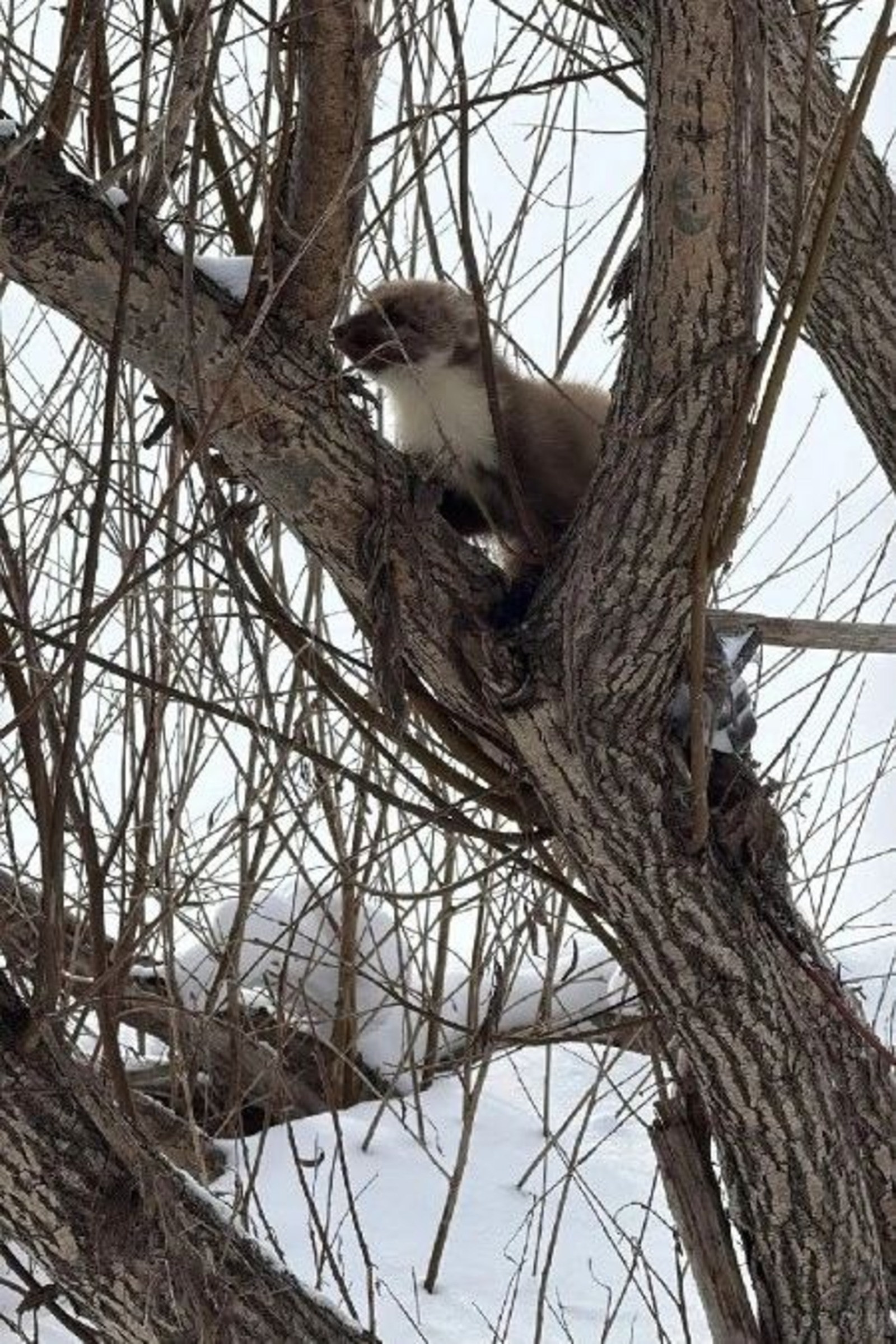 Минэкологии РБ ТГ-канал