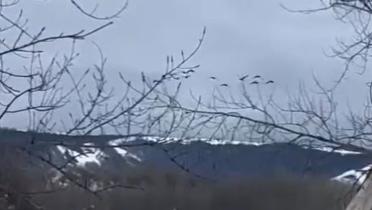 В Башкирию возвращаются лебеди (видео)
