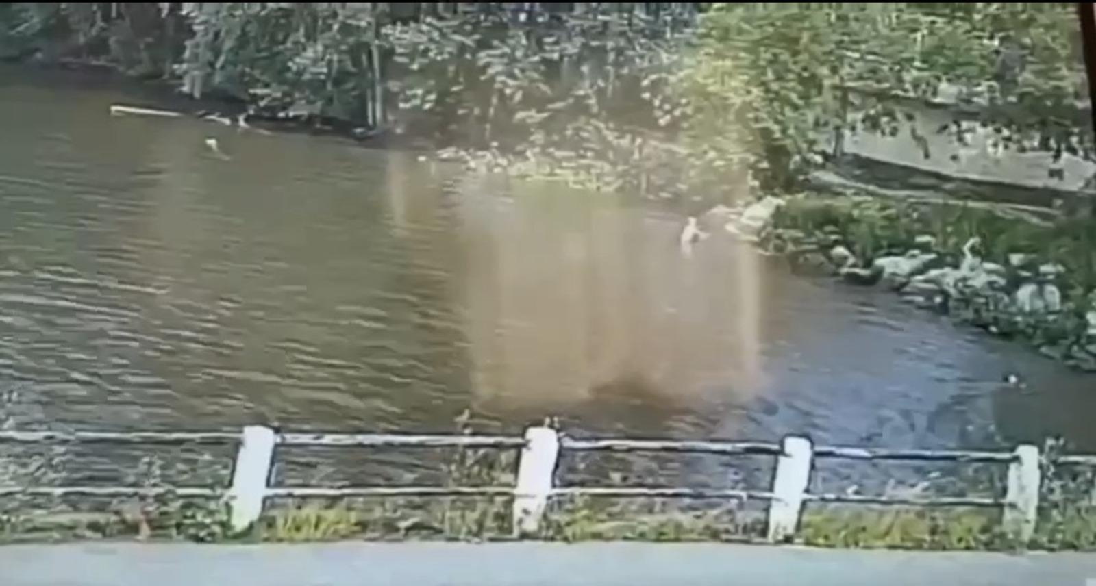 скриншот видео