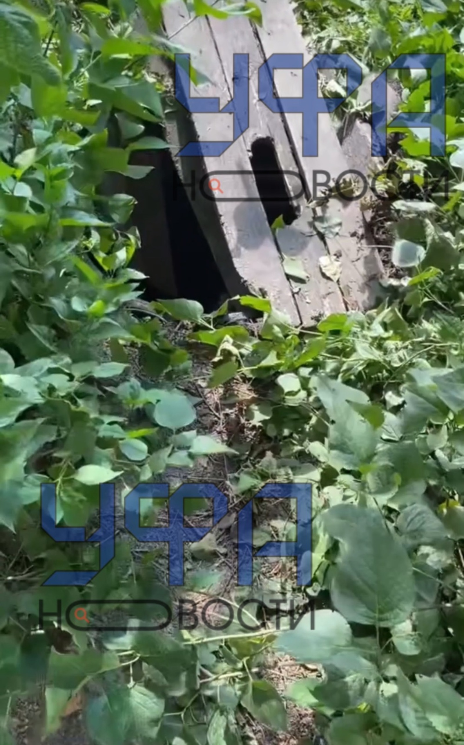 Скриншот видео
