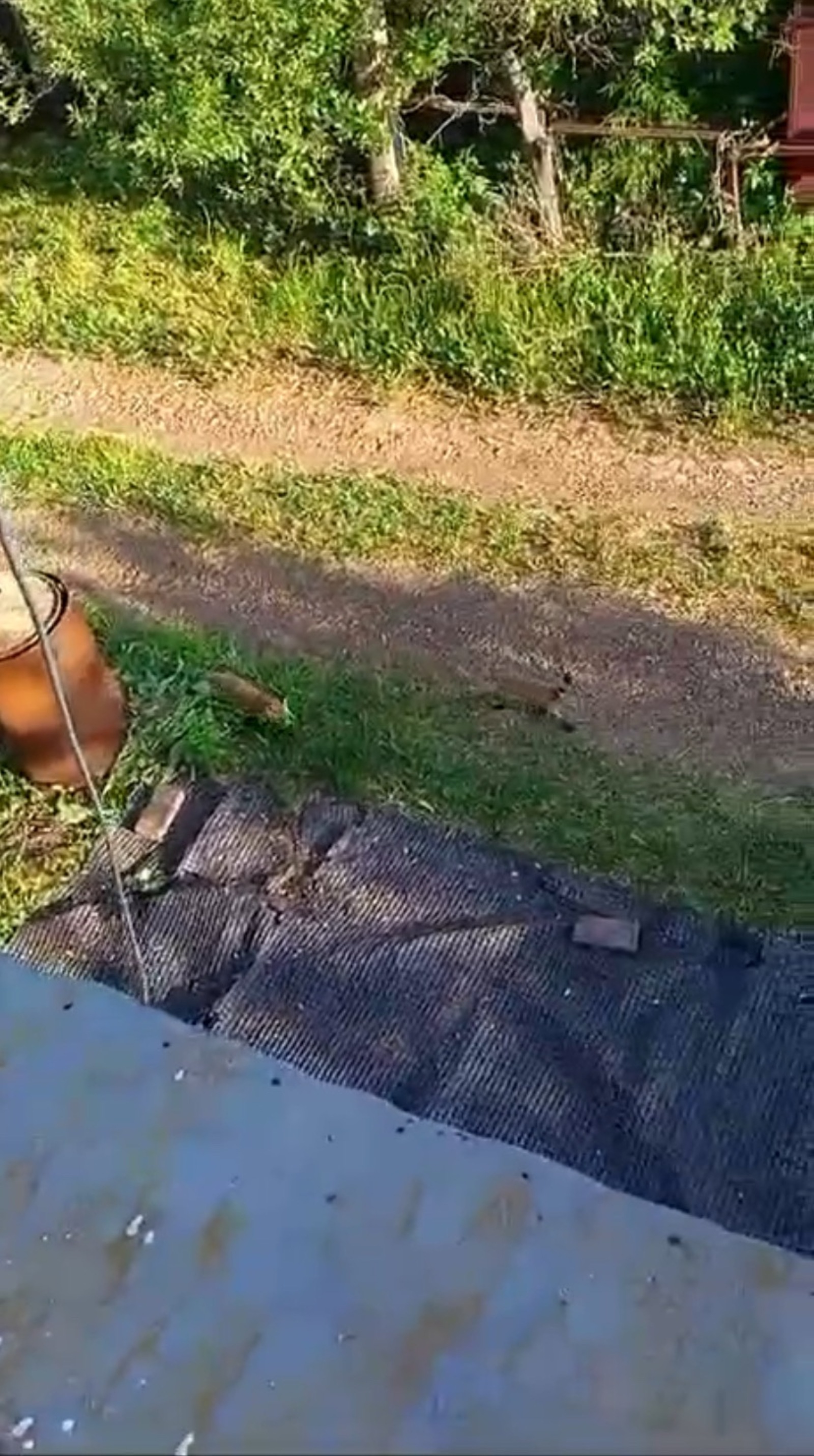 Скриншот видео