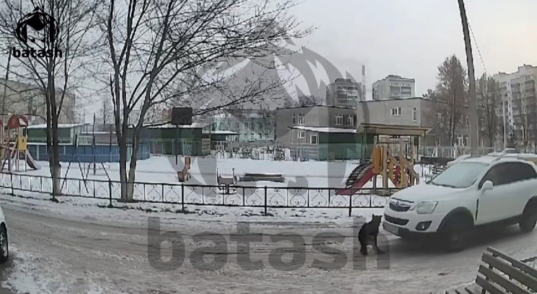 В Башкирии оштрафовали  переехавшую собаку женщину