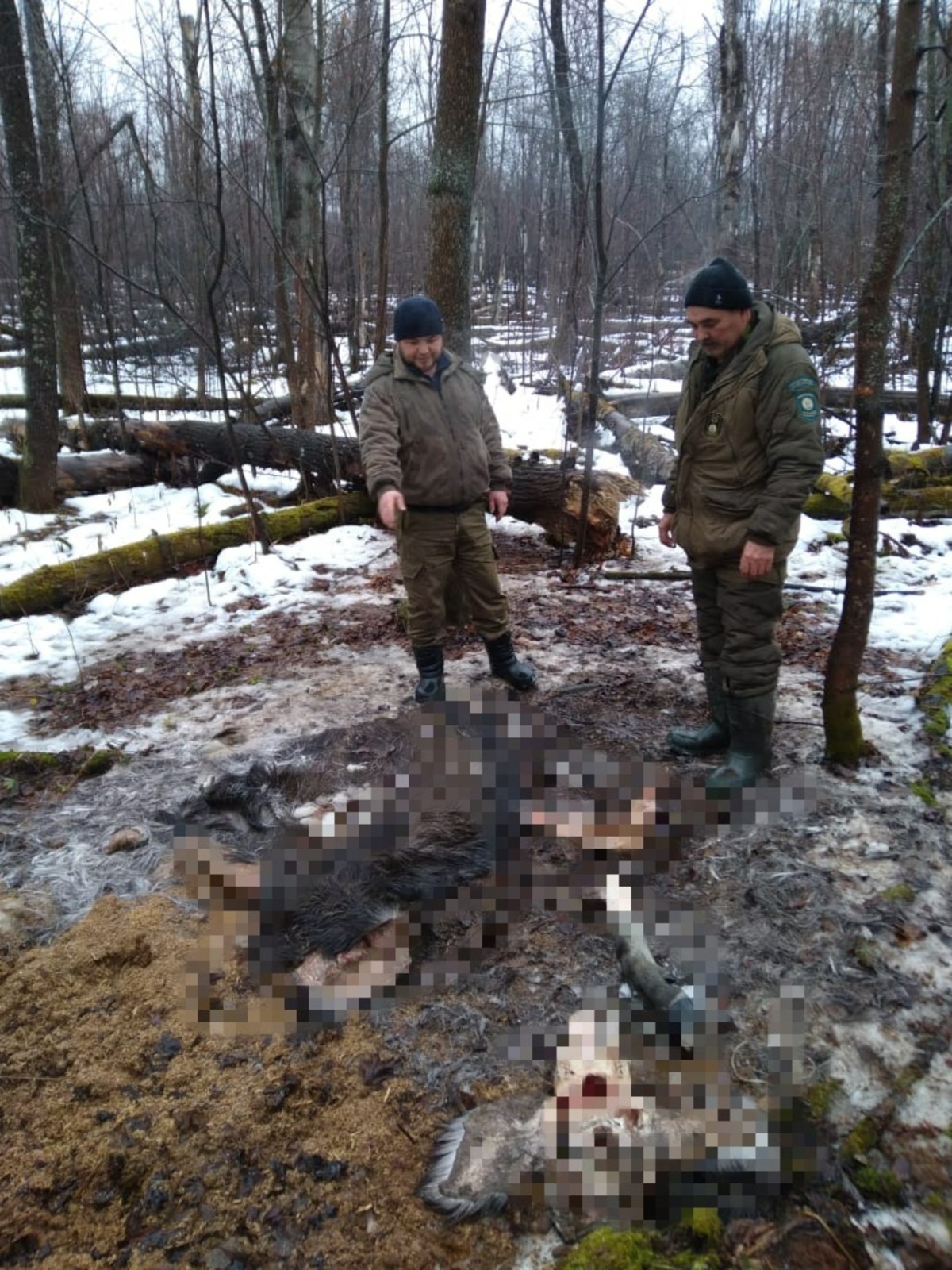 В Башкирии охотинспекторы обнаружили останки отстреленного браконьерами лося