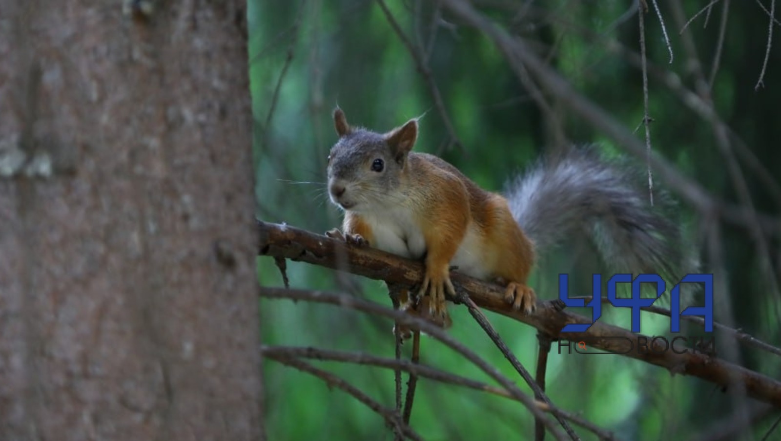 ИА "Башинформ"  ИА «Башинформ»