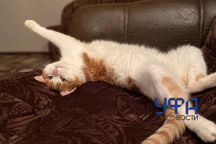 Хозяевами кота, которого выбросили из поезда оказались жители Башкирии 