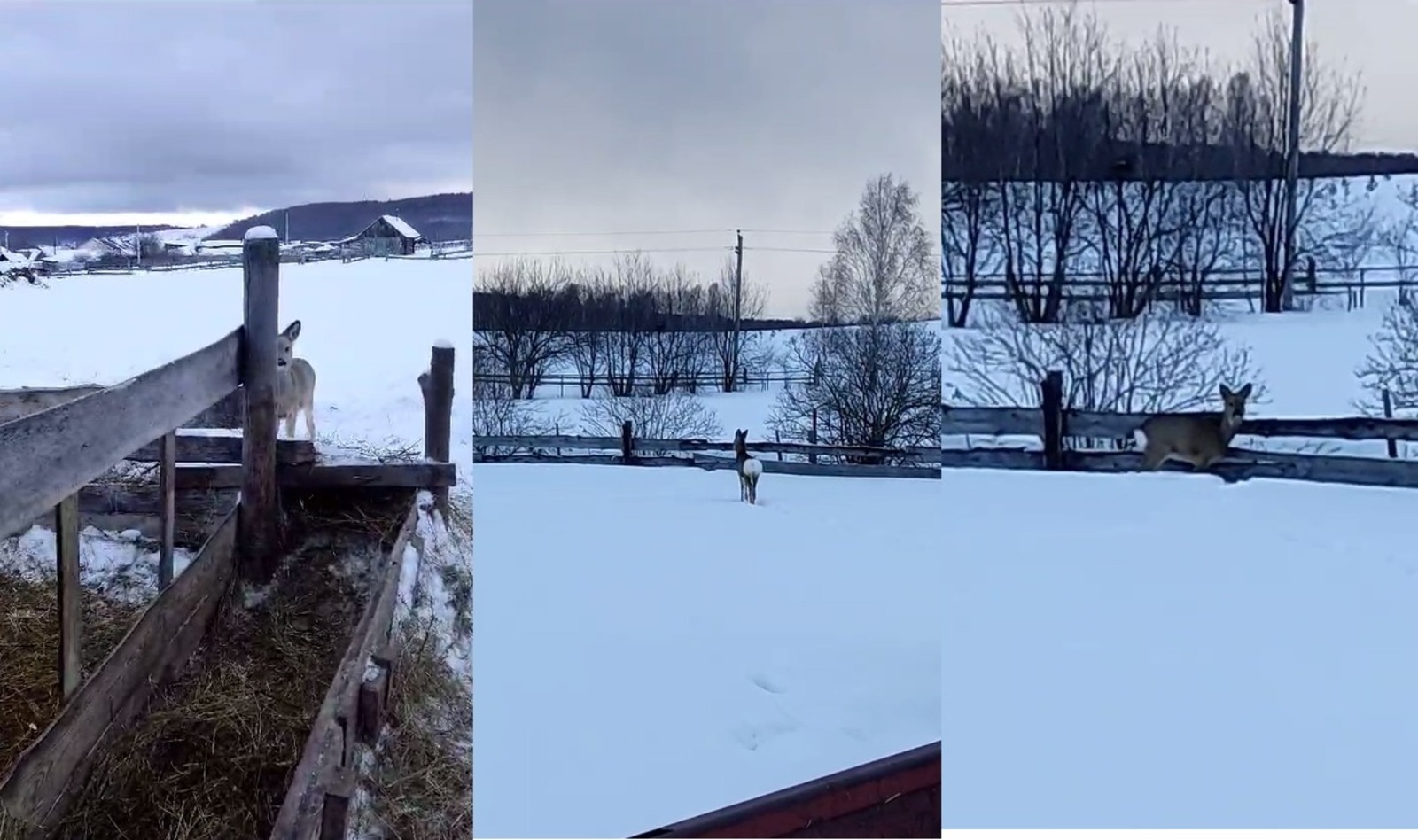 скриншот видео