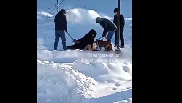 В Башкирии собака породы стафф насмерть загрызла пекинеса и напала на женщину 