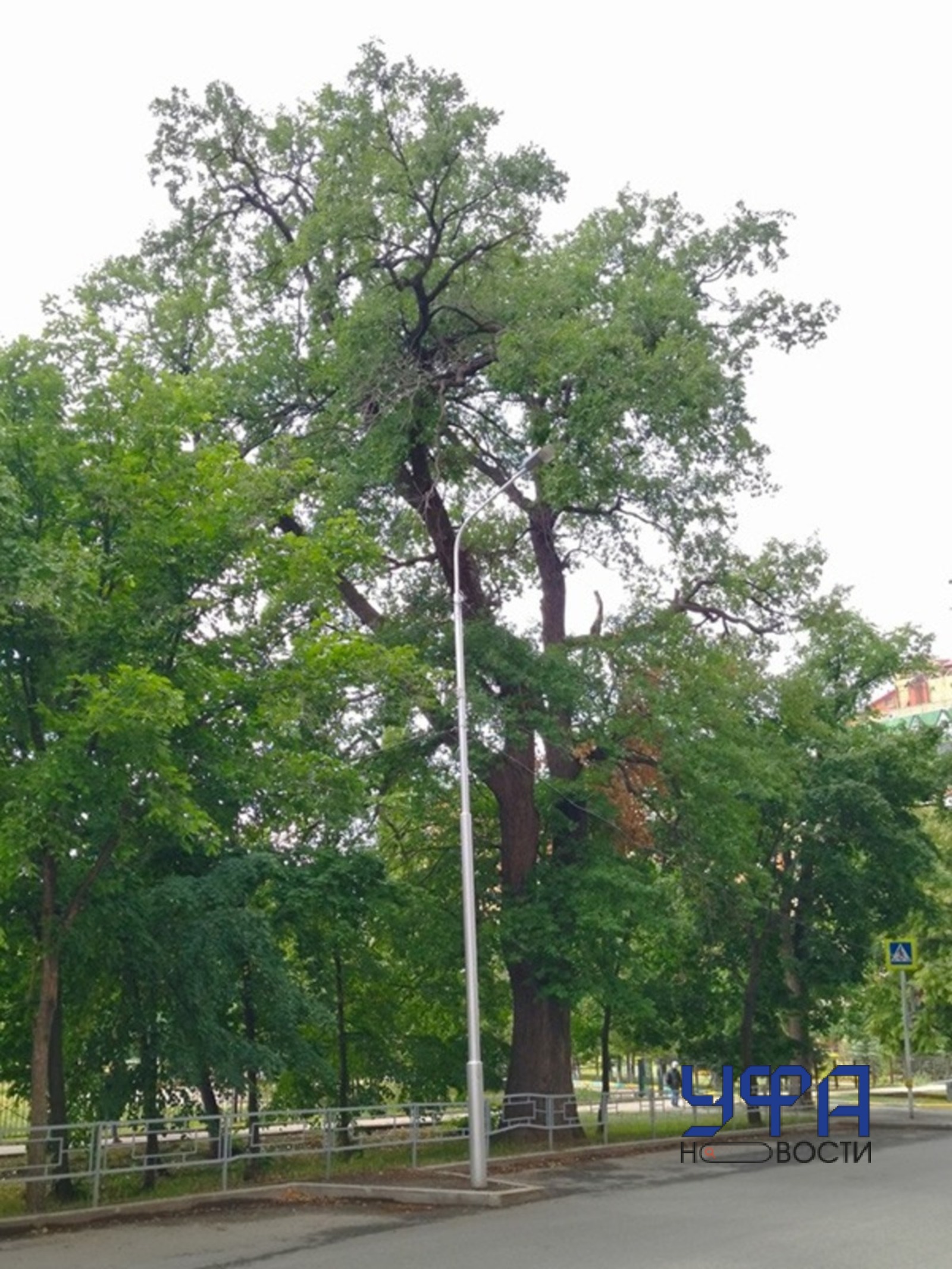 сайт конкурса "Дерево года"