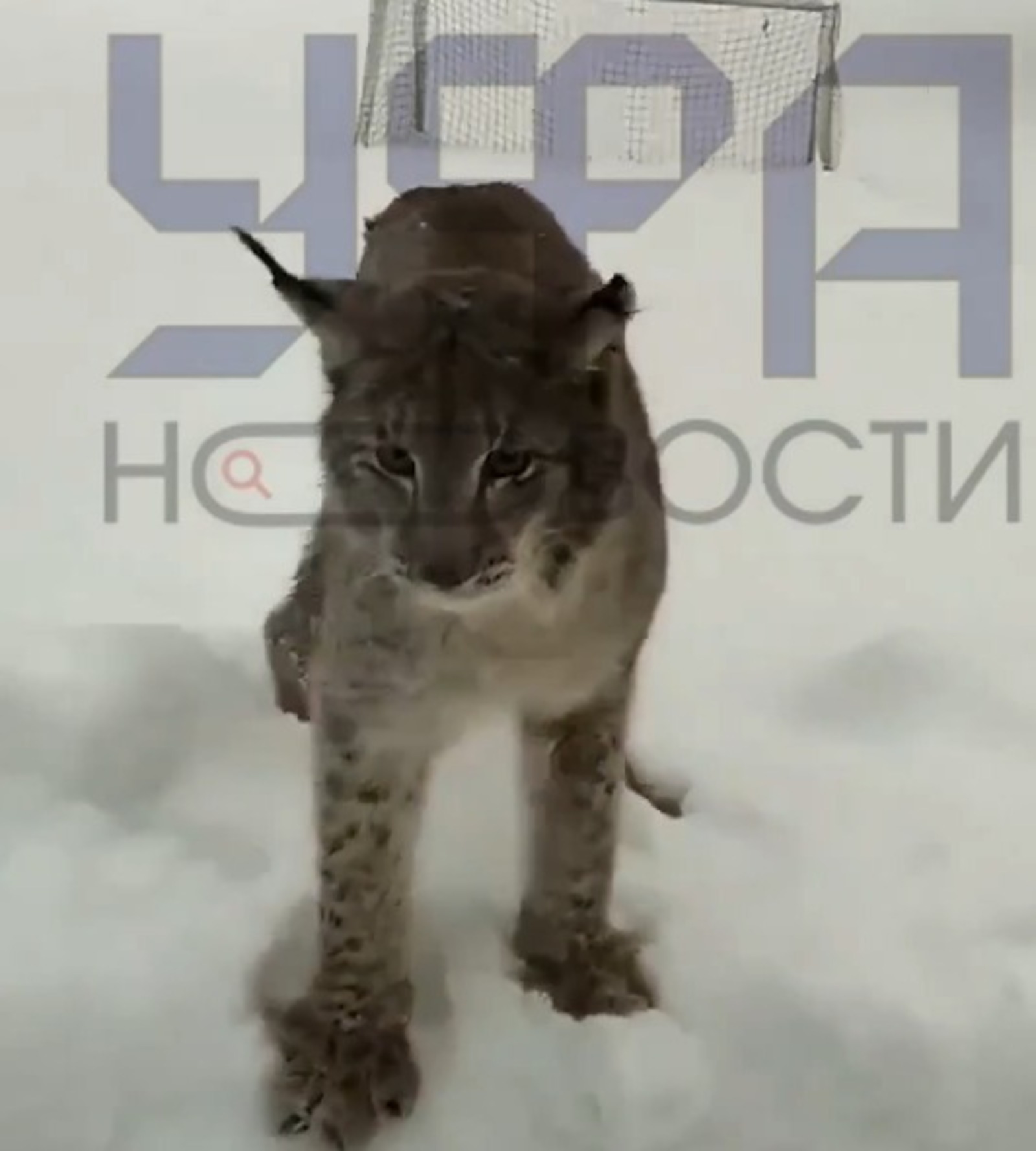 Скриншот видео UfaNovosti.ru