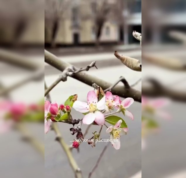 В Уфе зацвели яблони