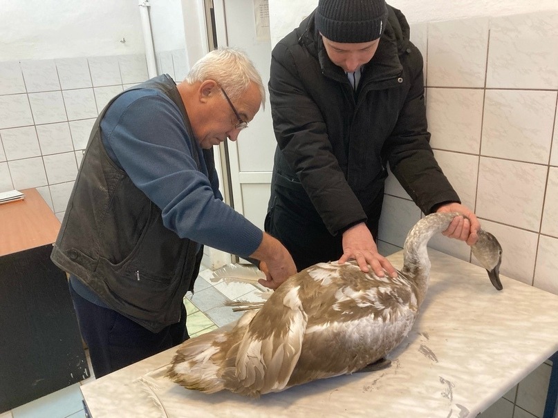 В Янаульской районе Башкирии спасли лебедя