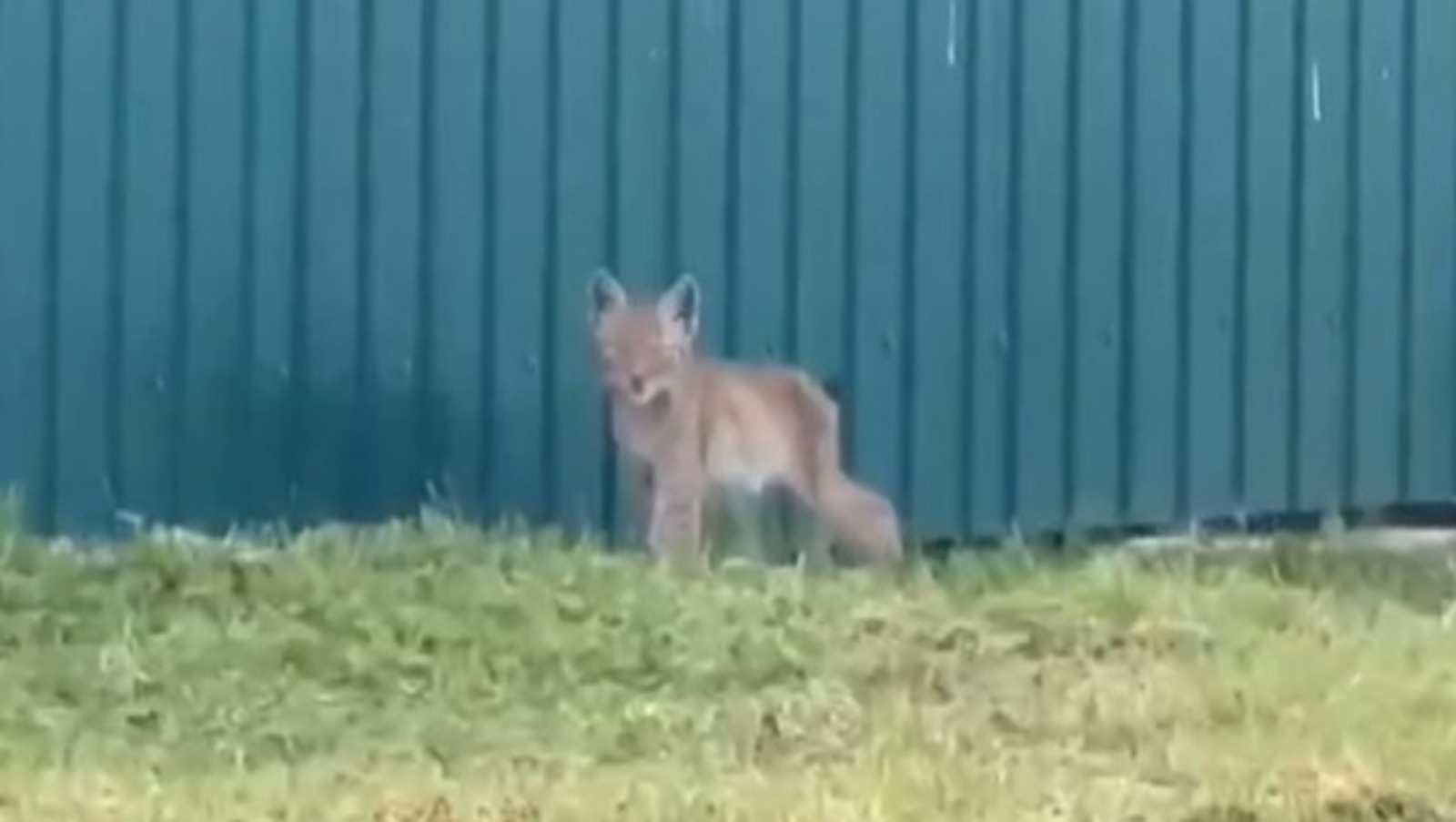 скриншот видео