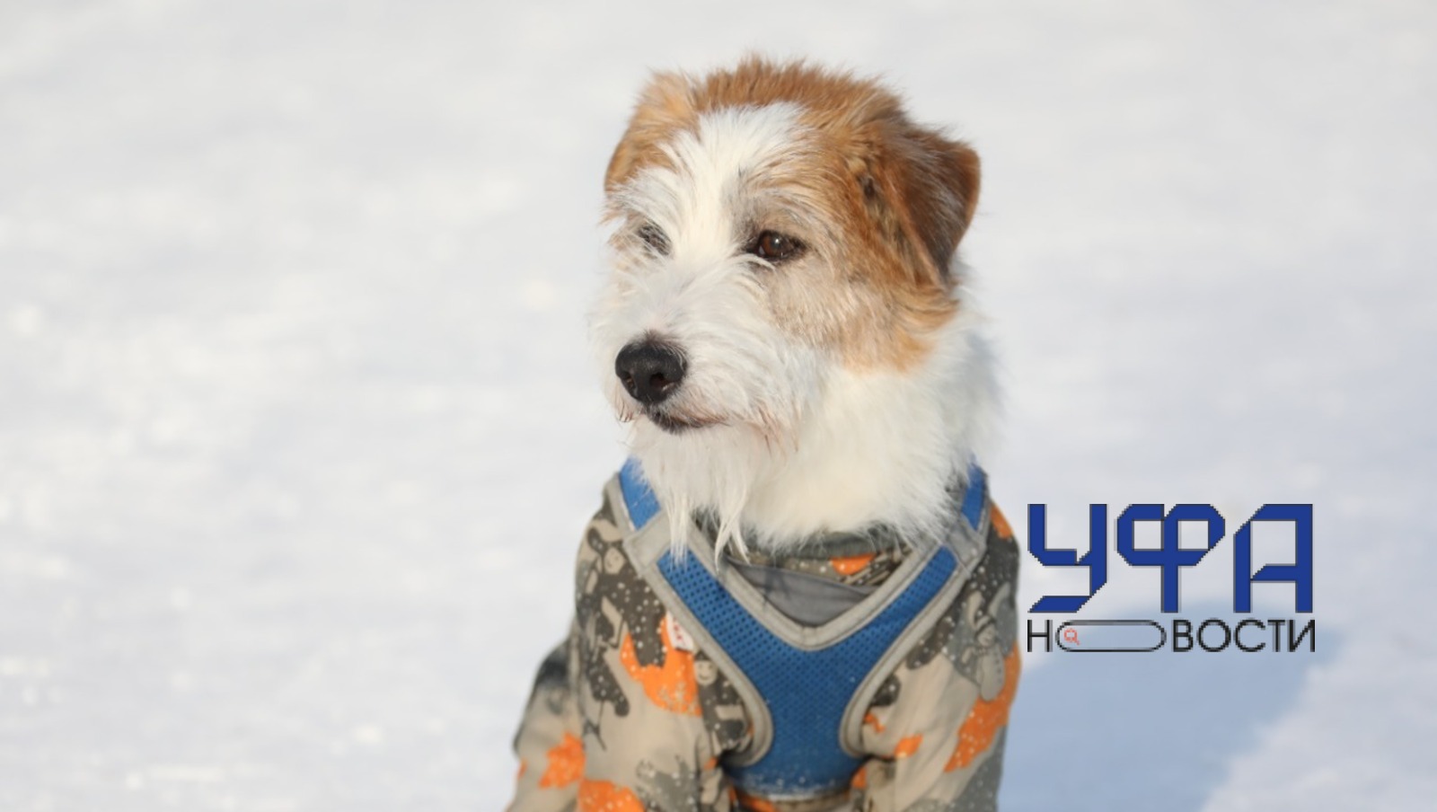 Валерий Шахов Архив ИА «Башинформ» Собак в холодное время года следует одевать по сезону