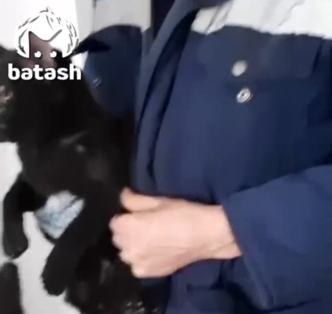 В Уфе кот два дня просидел в вентиляции многоэтажки (видео)
