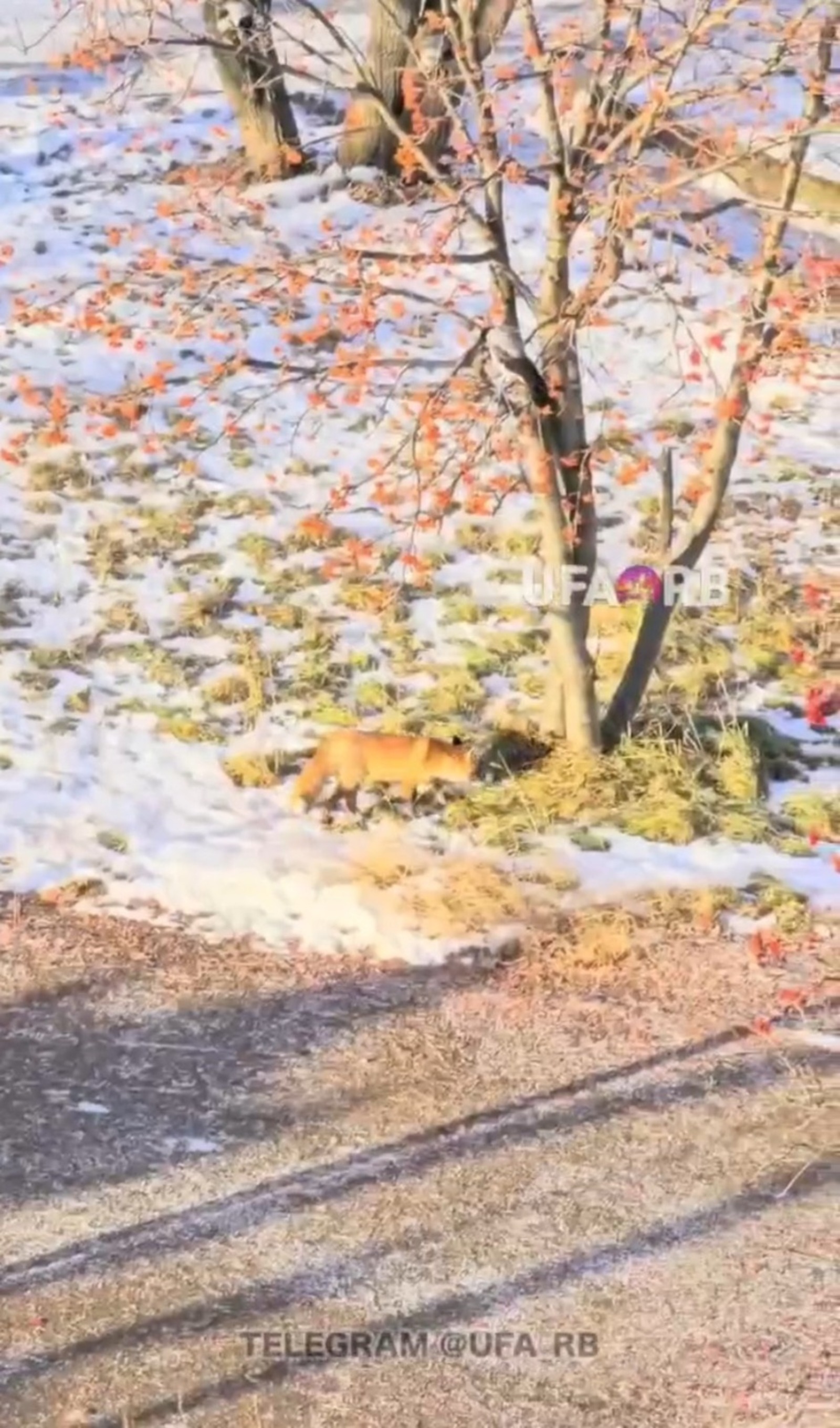 скриншот видео