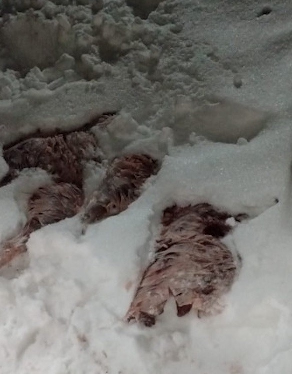 В Башкирии задержали браконьеров, убивших восемь кабанов