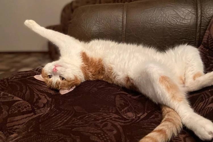 Хозяевами кота, которого выбросили из поезда оказались жители Башкирии 