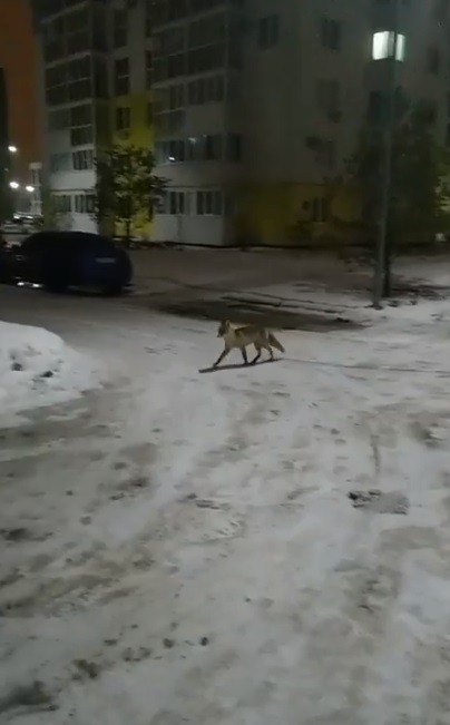 В Уфе снова заметили лису 